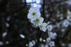 青梅が咲きました　④。。。！