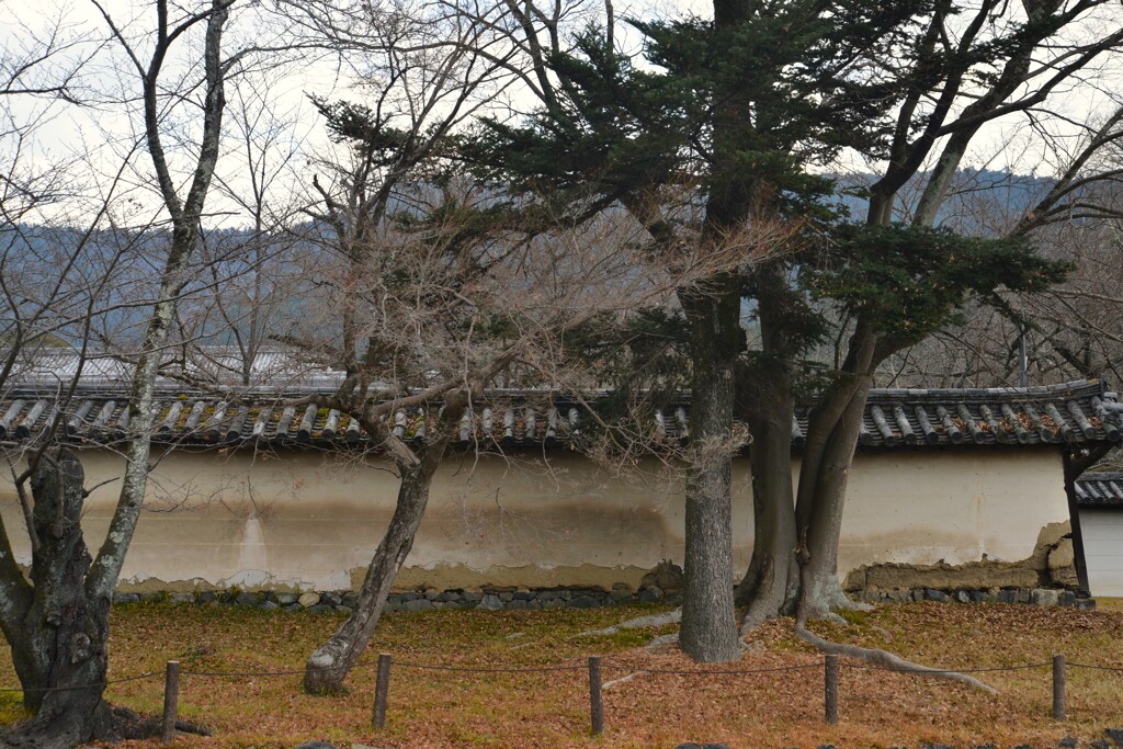 醍醐寺．．魅力の土塀沿い。。。！
