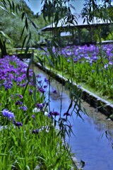 公園の菖蒲池。。。！