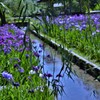 公園の菖蒲池。。。！