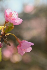 春の伝道師　④。。。！