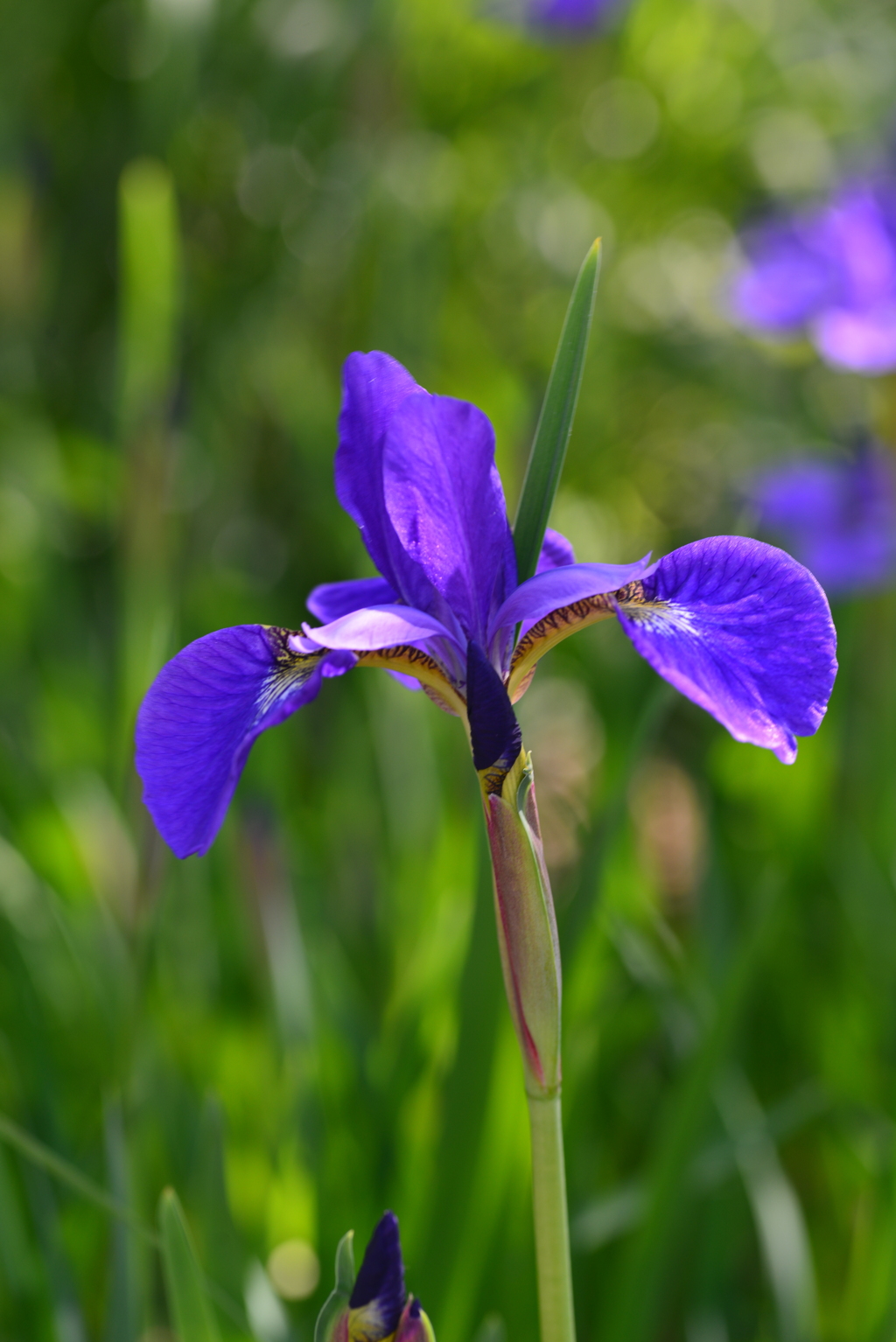 紫小花　②。。。！