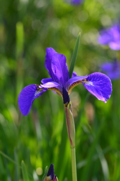 紫小花　②。。。！