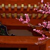 稲荷神社の梅　②。。。！