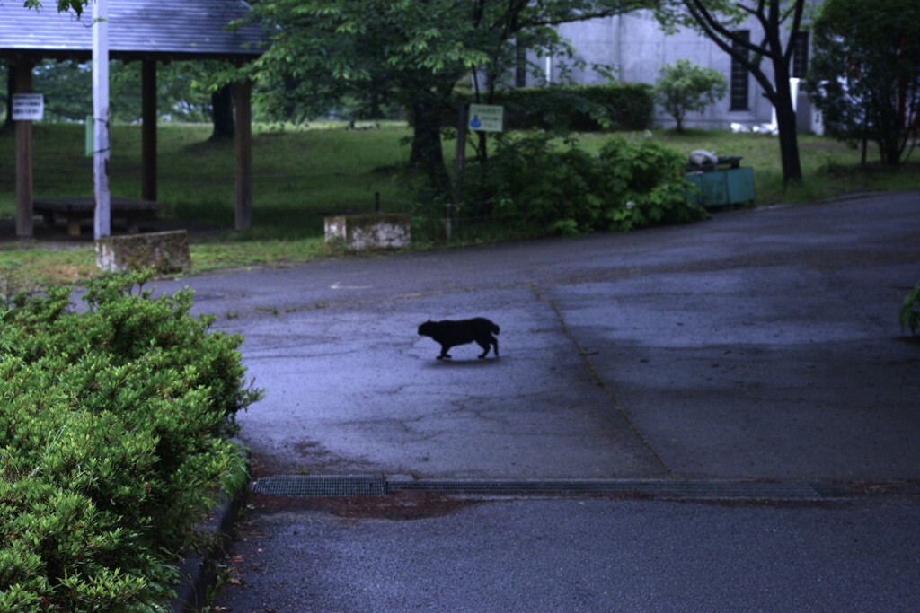 雨の公園　④。。。！