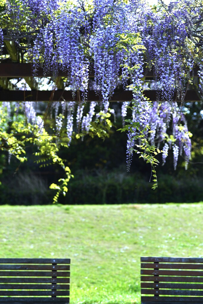 空港公園のふじ棚　①。。。！