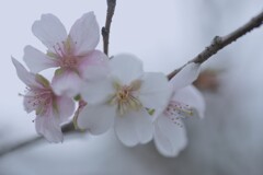 冬櫻　②。。。！