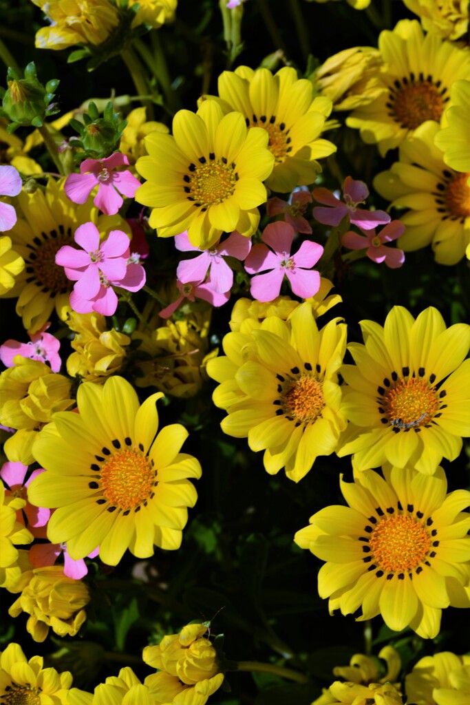 Yellow Magic Orchestra　③。。。！