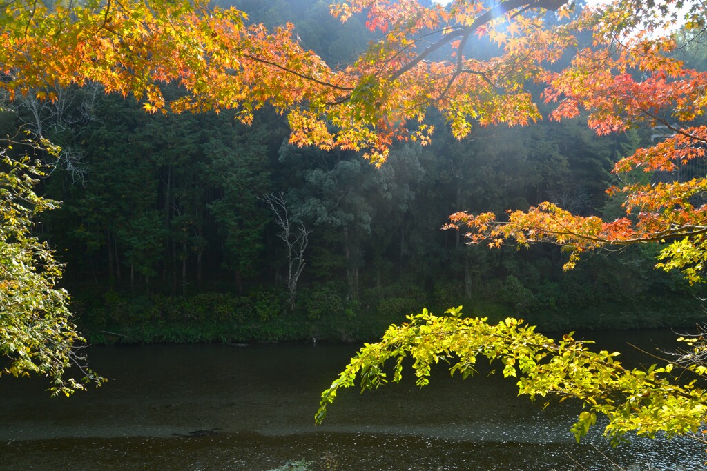 紅葉と吊り橋　②。。。！