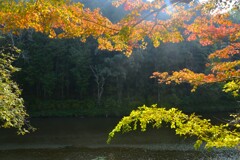 紅葉と吊り橋　②。。。！