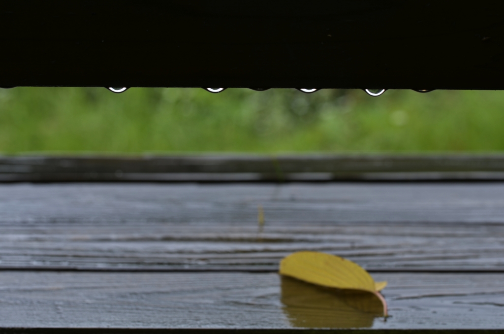 雨上がり　①　。。。！