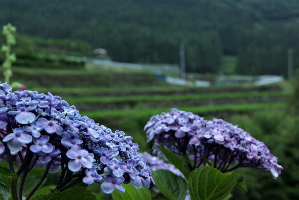 山郷にひとしれず咲く　③。。。！