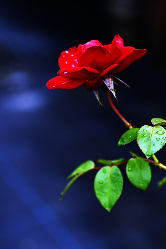 怪しくそして妖艶に　。。。！