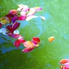 湖面に赤いべにをさす。。。！