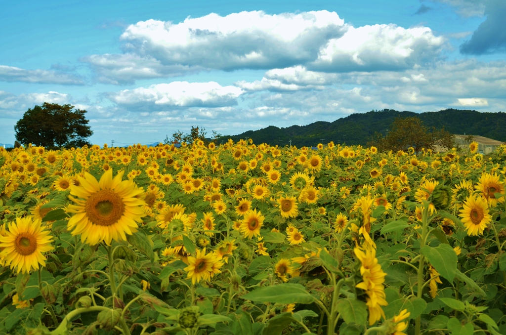 太陽と睨めっこ。。。