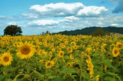 太陽と睨めっこ。。。