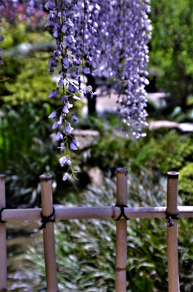 春の花友達　④。。。！