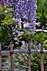 春の花友達　④。。。！