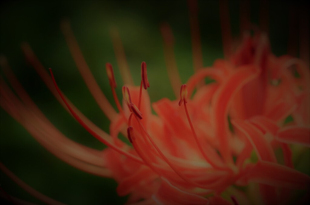 曼珠沙華咲き誇る　④　。。。！