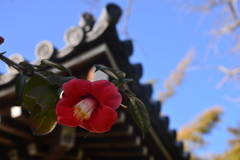 紅一輪。。。！