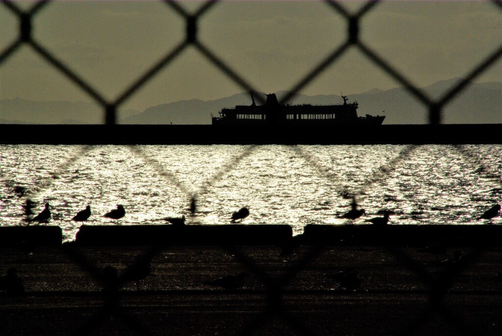 フェンスの向こうは、海鳥王国。。。！