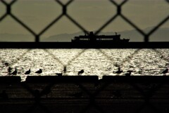 フェンスの向こうは、海鳥王国。。。! フェンスの向こうは、海鳥王国。。。!