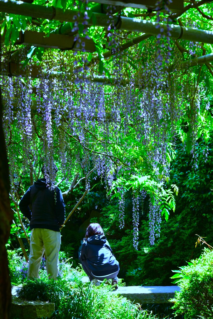 妖艶な紫雲　⑧。。。！