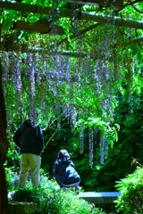 妖艶な紫雲　⑧。。。！