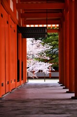 神宮の桜　①。。。！
