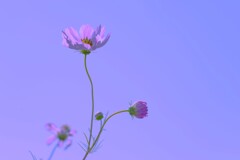秋色の夢　④。。。！
