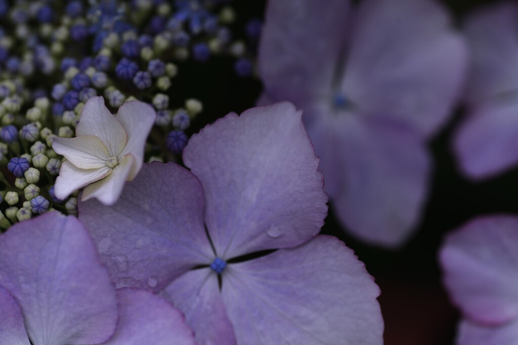 六月雨の花たちへ　⑦。。。！