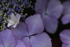 六月雨の花たちへ　⑦。。。！