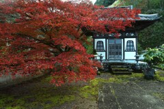 お堂と紅葉　。。。！