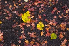 ドレミの歌　。。。！