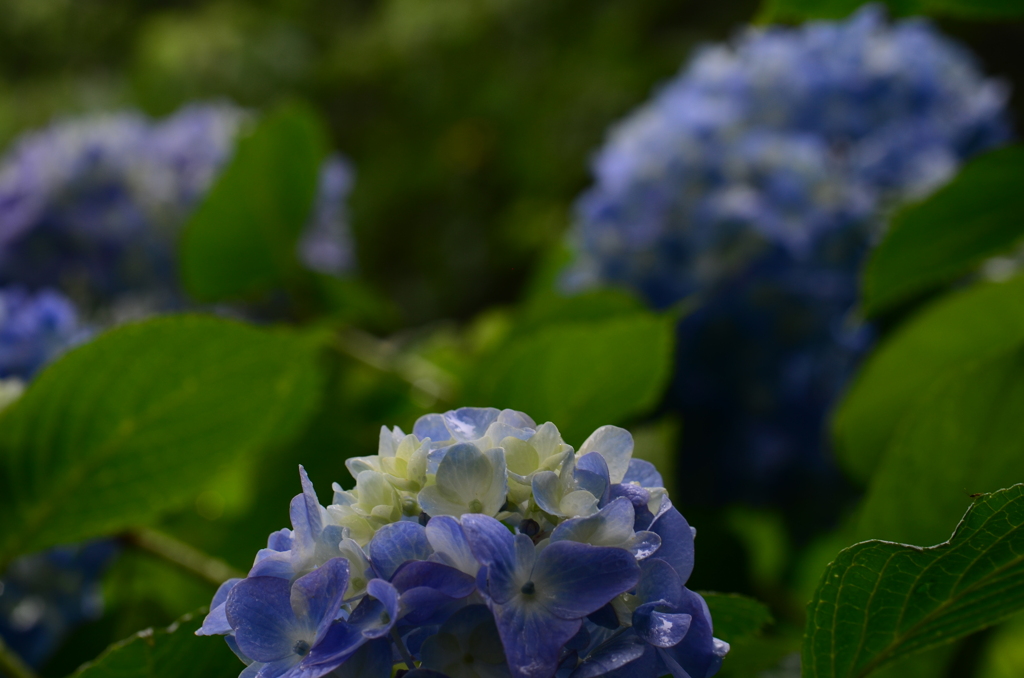哀しげな青い紫陽花。。。！