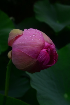 雨に打たれて　②。。。！