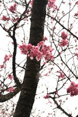 陽光桜．．願いを込めて　④。。。！
