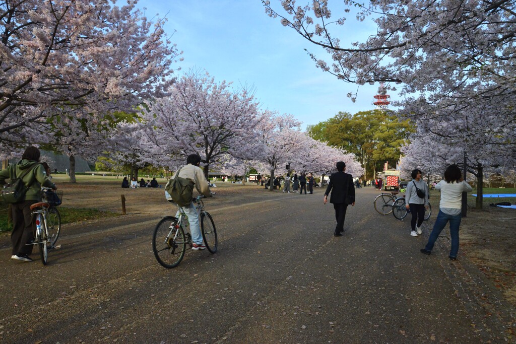 城山公園．．百花繚乱　⑤。。。！