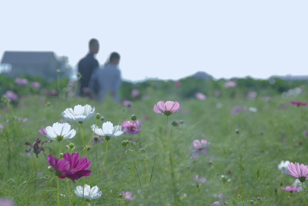 秋桜．．優しさに包まれて。。。！