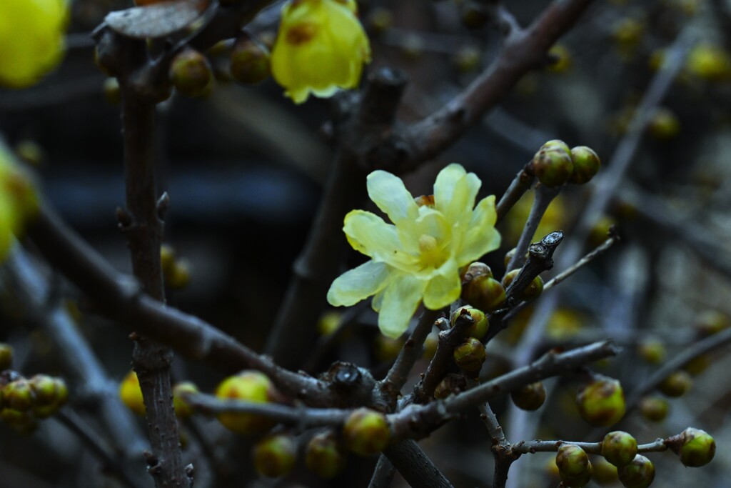 庚申庵の春花　⑤。。。！
