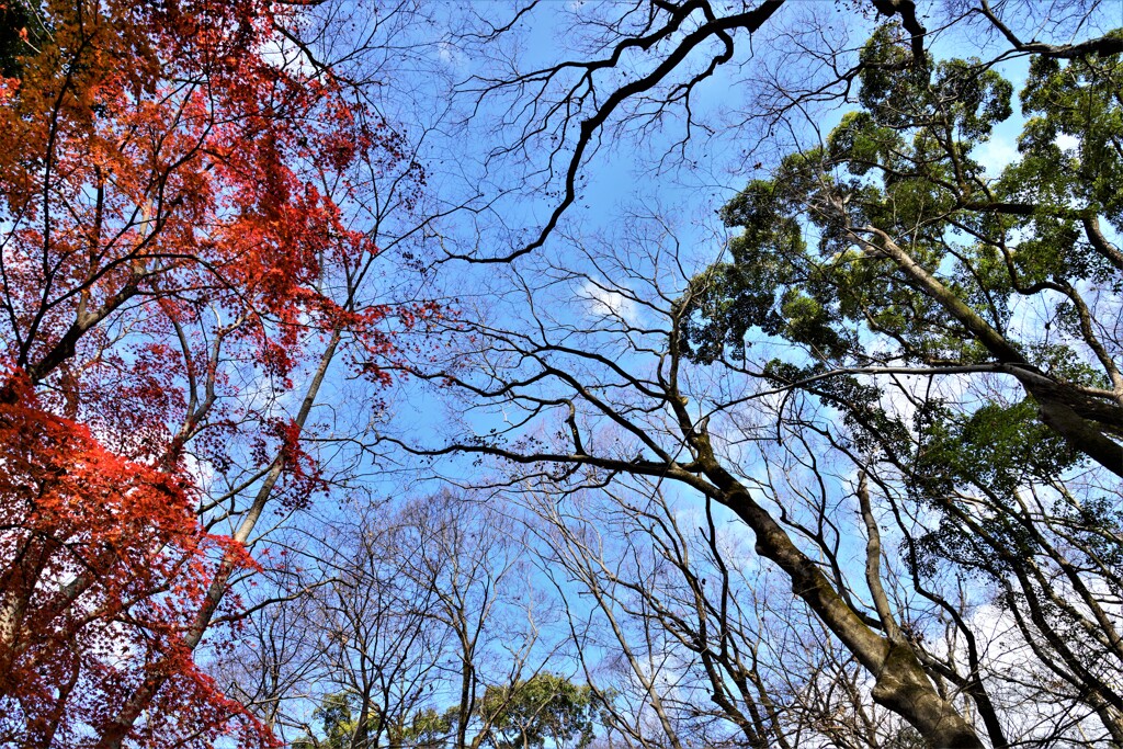 見上げる冬木立。。。！