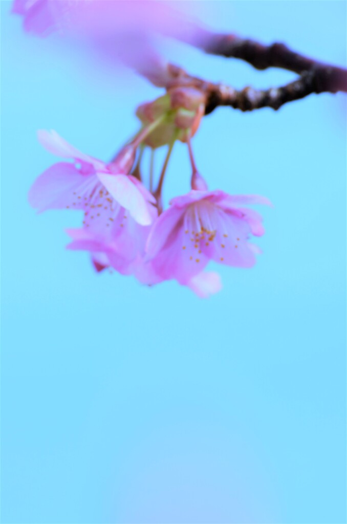 可愛いさくら。。。！