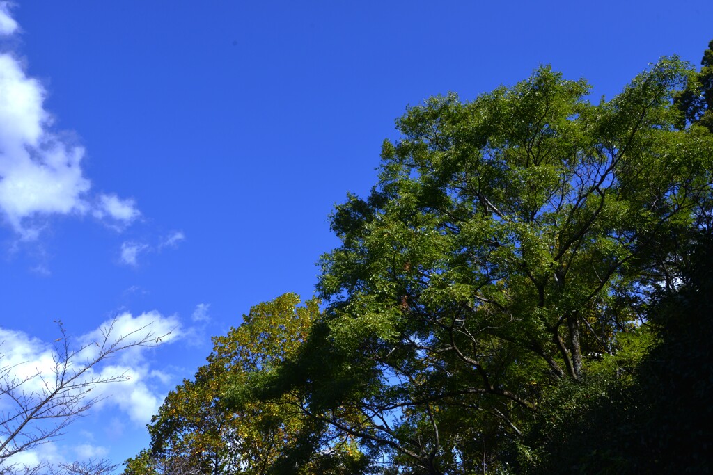 秋空百景　⑥。。。！