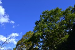 秋空百景　⑥。。。！