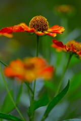 秋の花壇　④。。。！