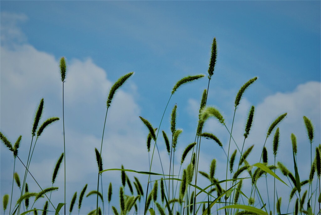 猫じゃらし　。。。！