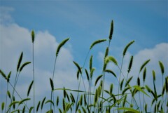 猫じゃらし　。。。！