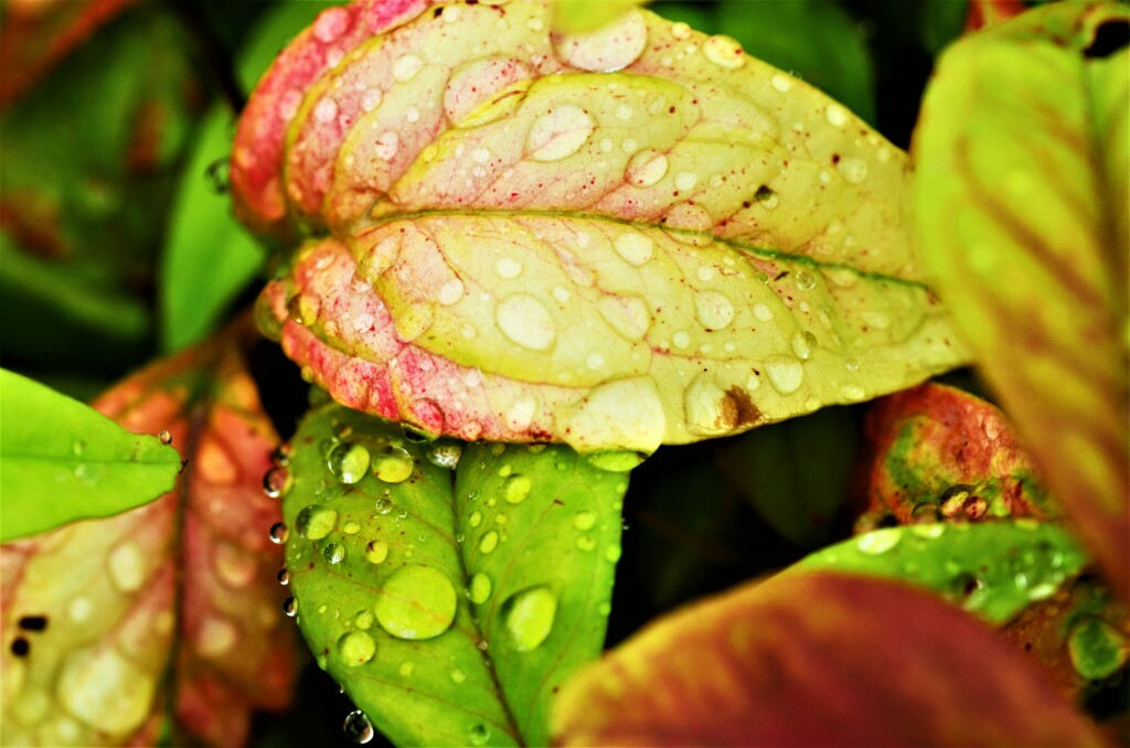 雨粒のシンフォニー　⑤。。。！