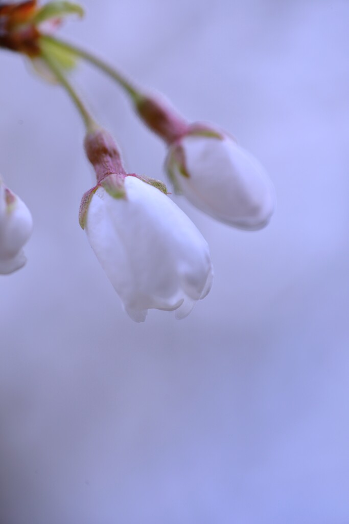 うば桜．．春が来た　⑤。。。！