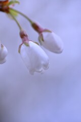 うば桜．．春が来た　⑤。。。！